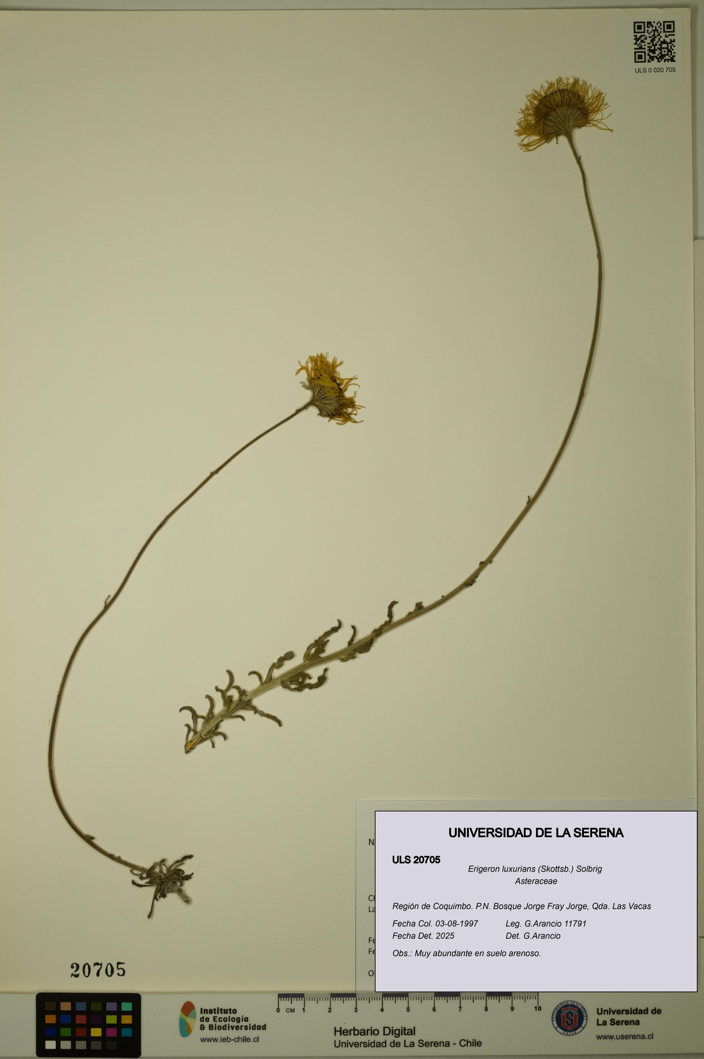 Erigeron luxurians [Espécimen: ULS:ULS:0020705]