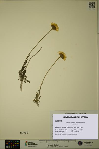 Erigeron luxurians [Espécimen: ULS:ULS:0020706]