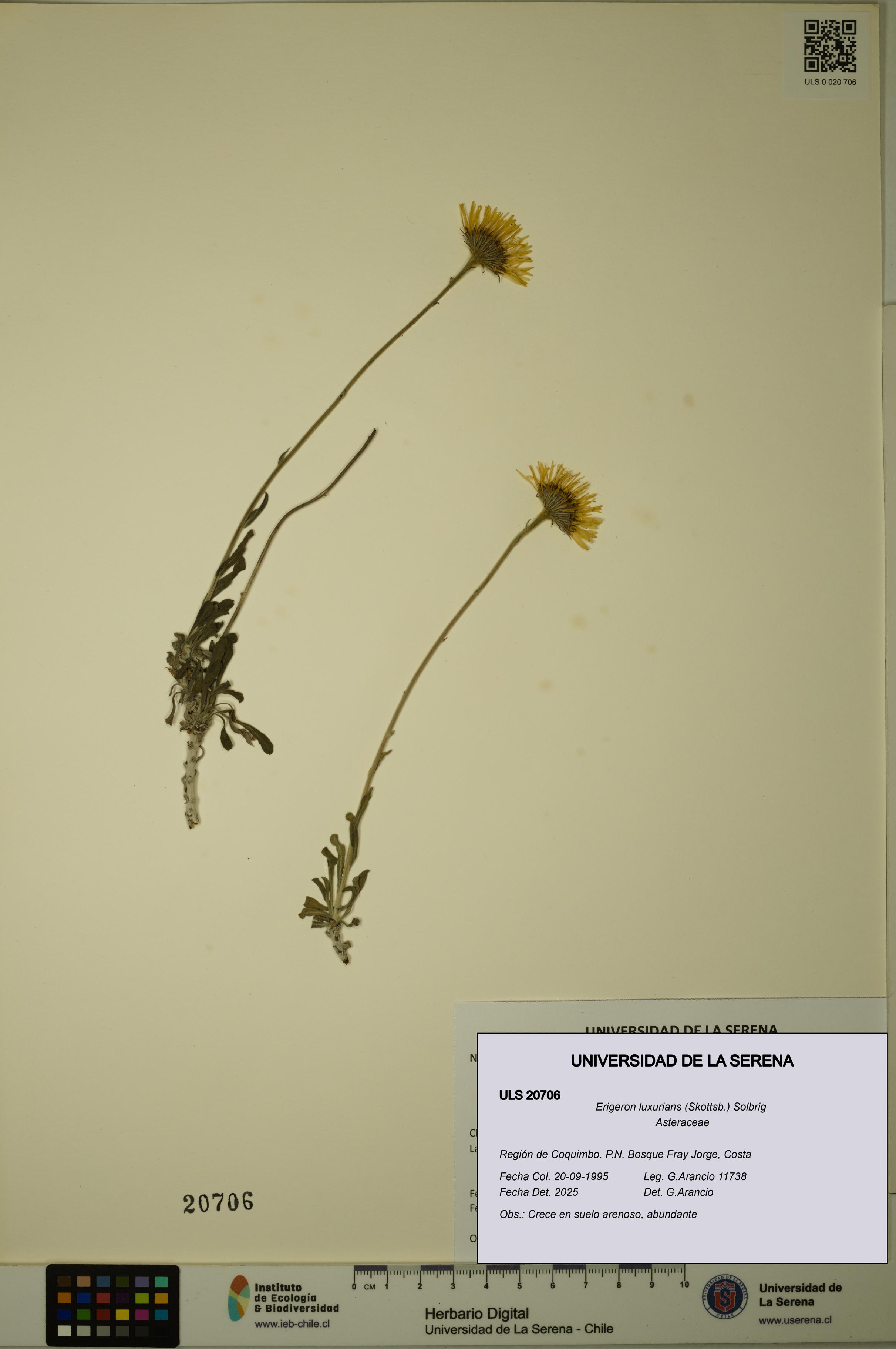 Erigeron luxurians [Espécimen: ULS:ULS:0020706]