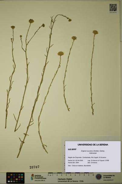 Erigeron luxurians [Espécimen: ULS:ULS:0020707]