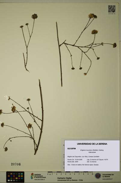 Erigeron luxurians [Espécimen: ULS:ULS:0020708]