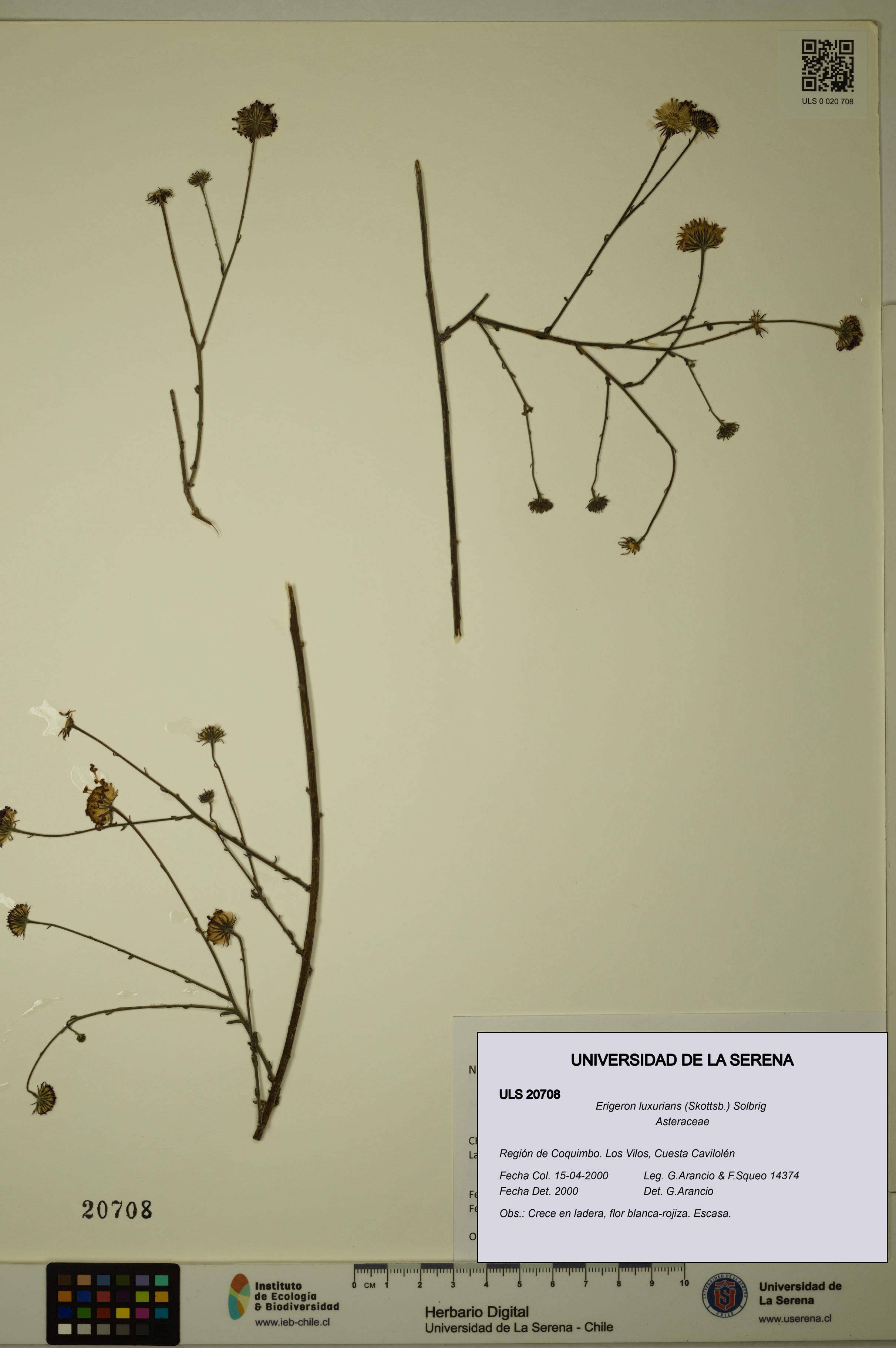 Erigeron luxurians [Espécimen: ULS:ULS:0020708]