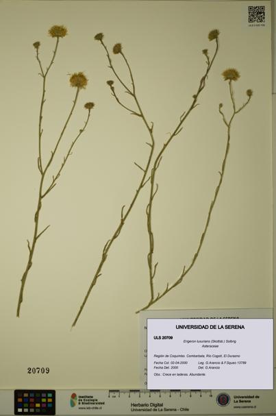Erigeron luxurians [Espécimen: ULS:ULS:0020709]