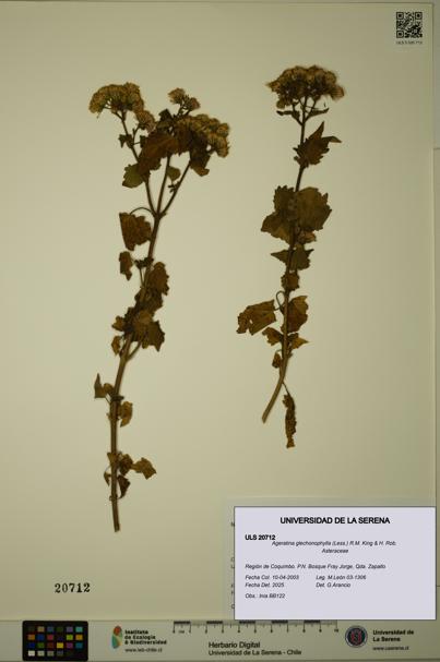 Ageratina glechonophylla [Espécimen: ULS:ULS:0020712]
