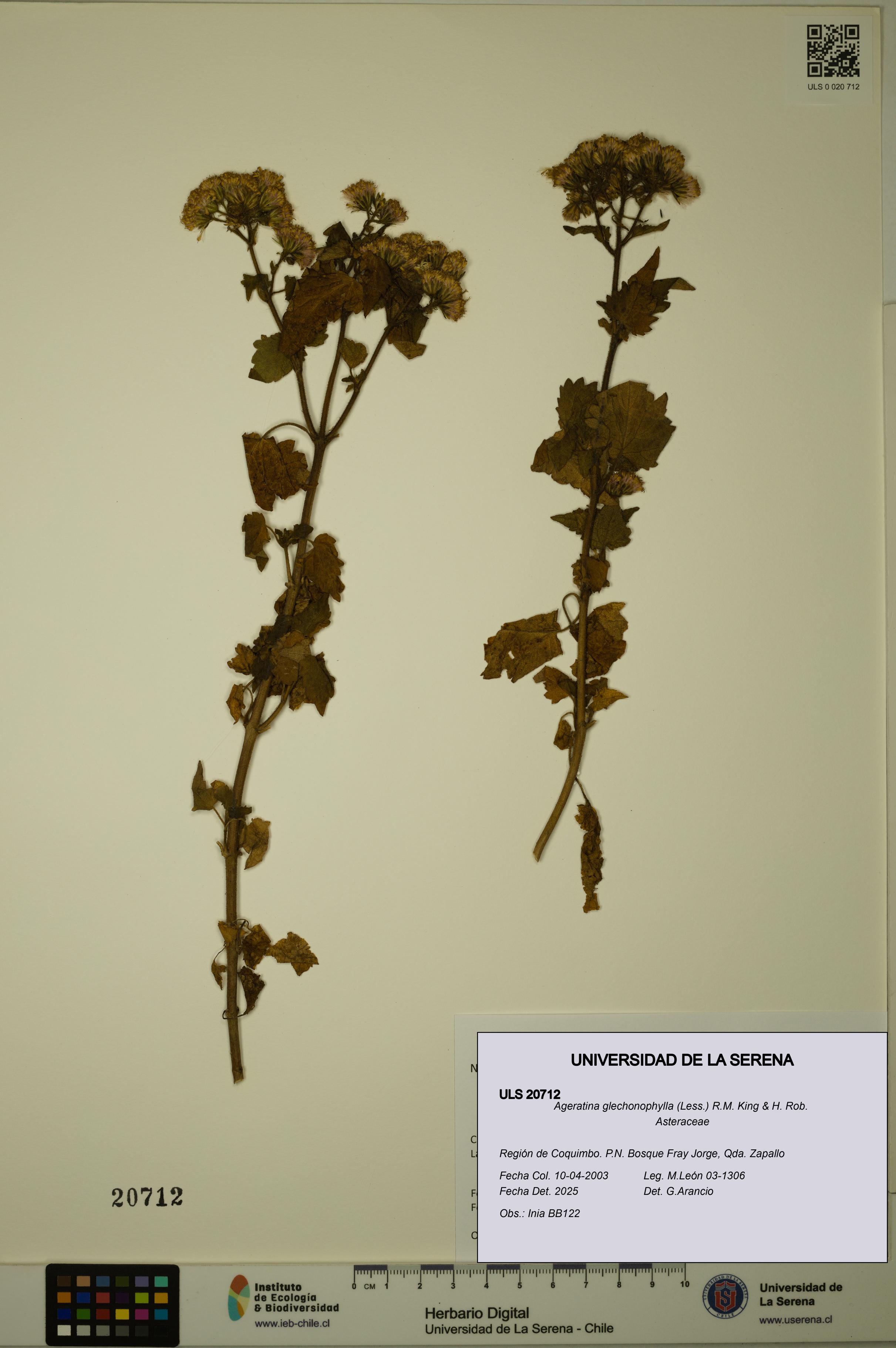 Ageratina glechonophylla [Espécimen: ULS:ULS:0020712]