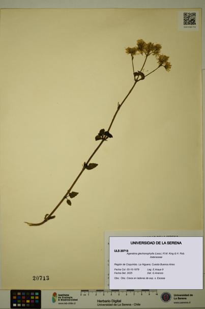 Ageratina glechonophylla [Espécimen: ULS:ULS:0020713]