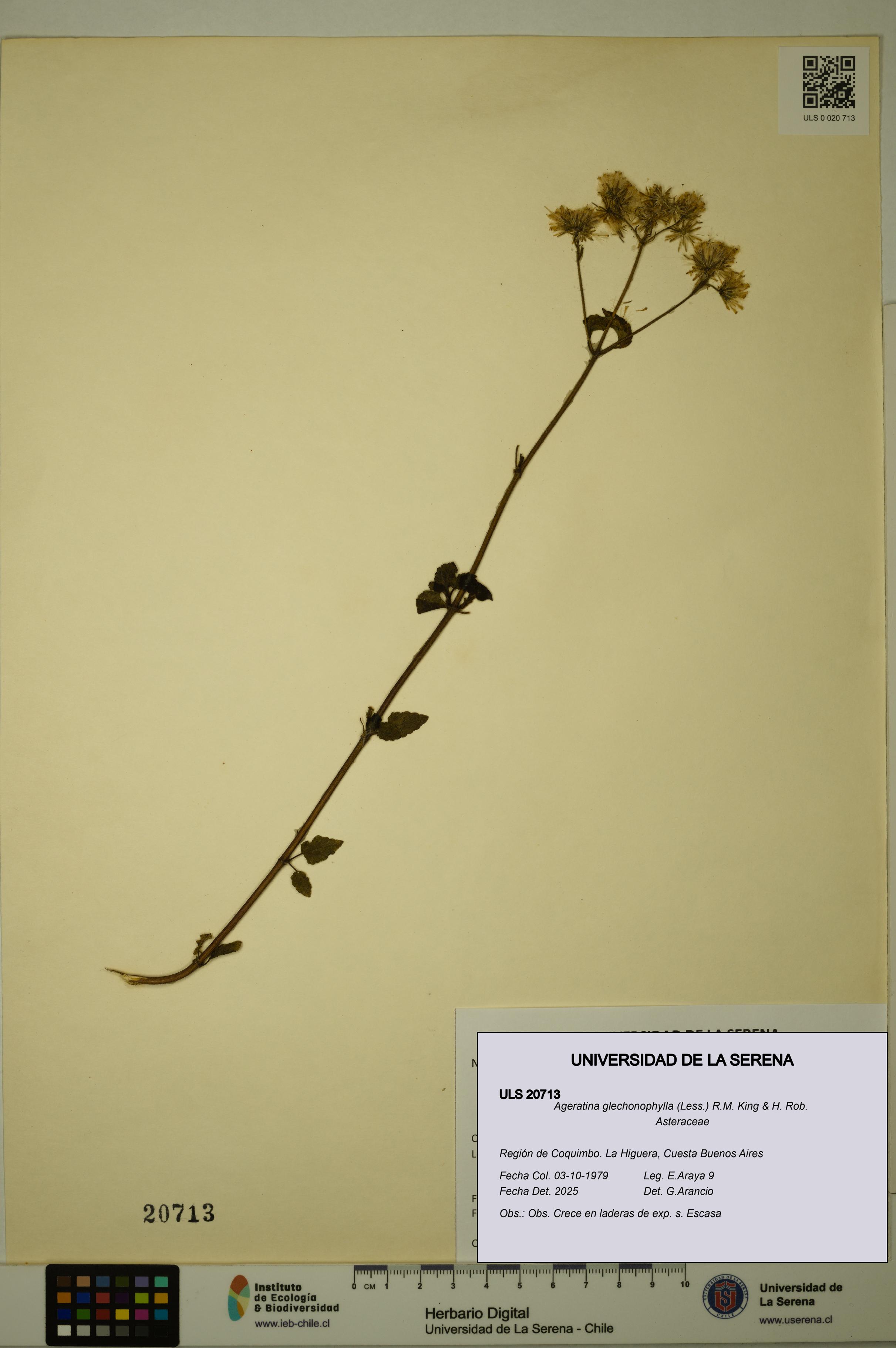 Ageratina glechonophylla [Espécimen: ULS:ULS:0020713]
