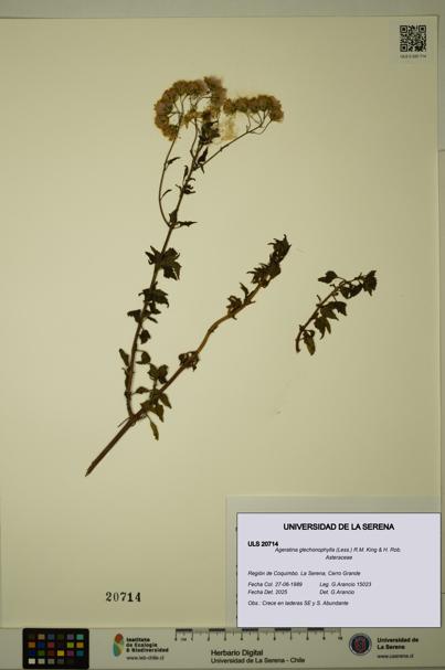 Ageratina glechonophylla [Espécimen: ULS:ULS:0020714]