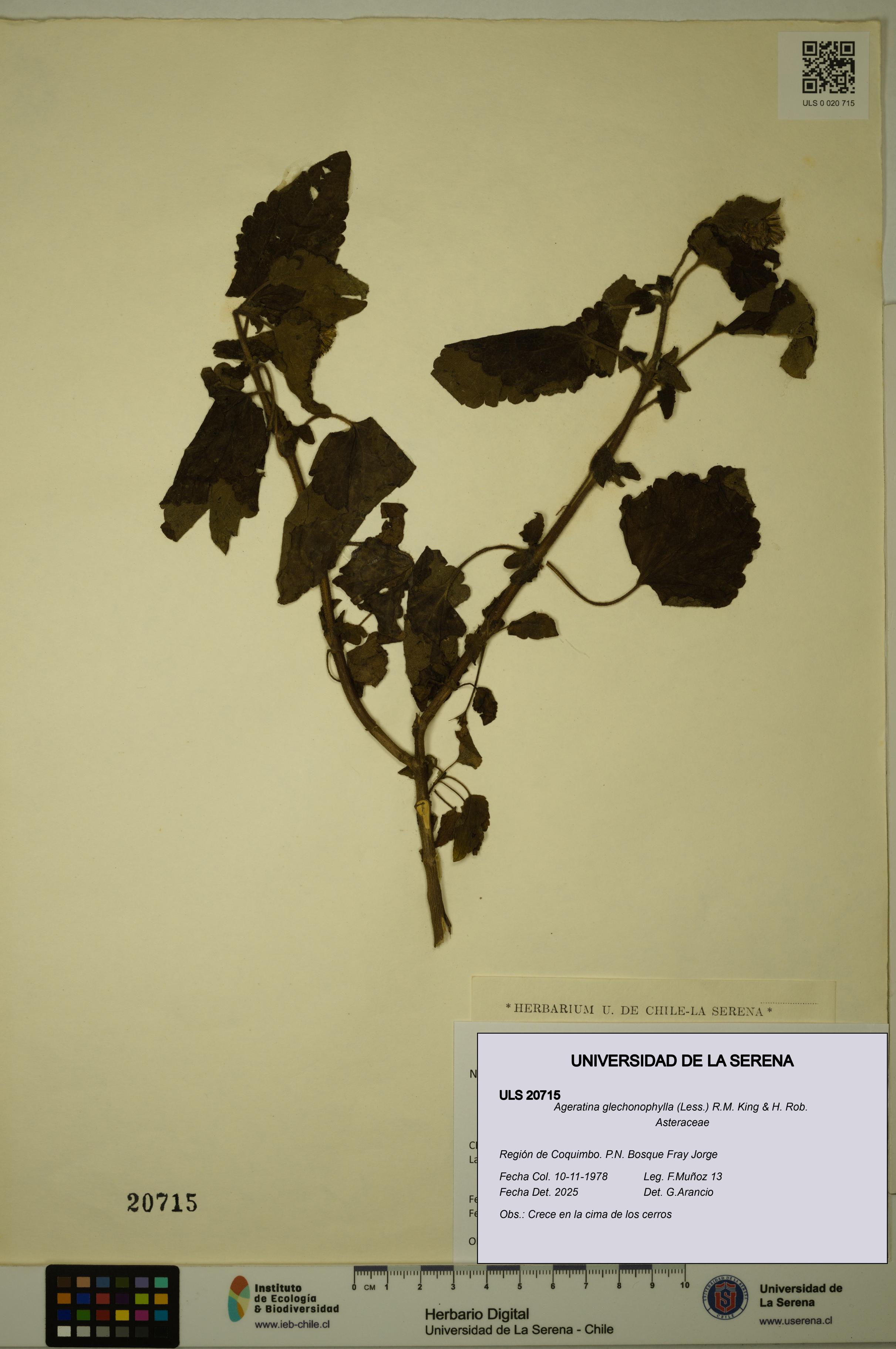 Ageratina glechonophylla [Espécimen: ULS:ULS:0020715]