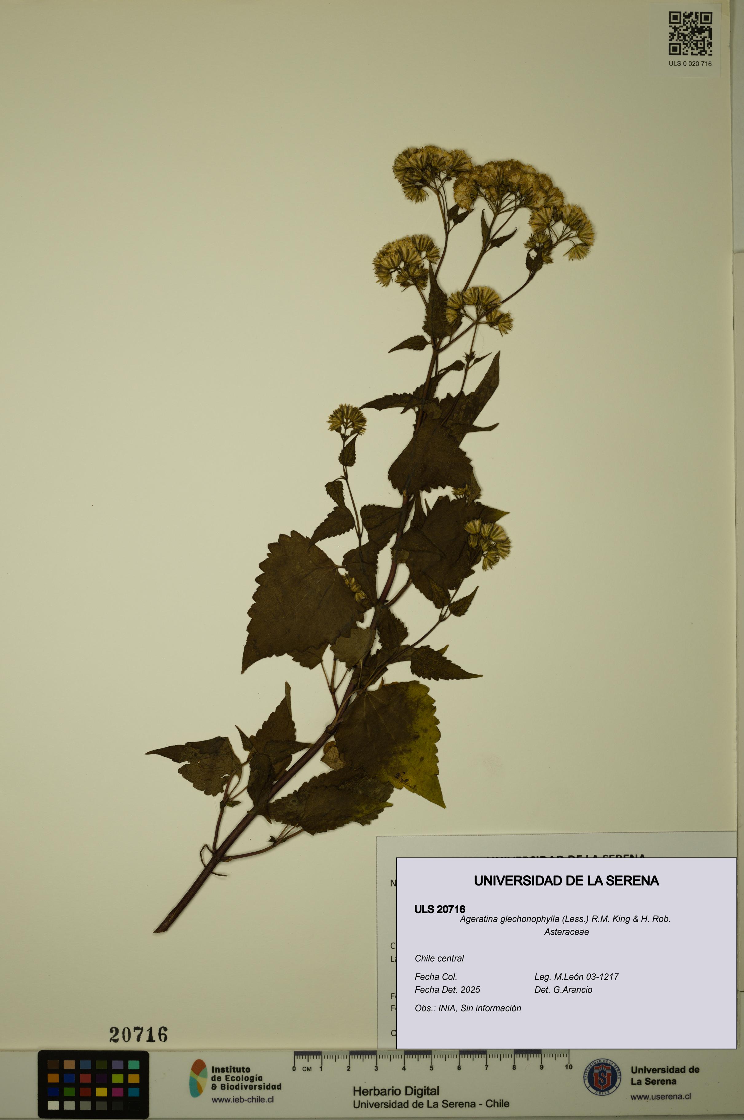 Ageratina glechonophylla [Espécimen: ULS:ULS:0020716]
