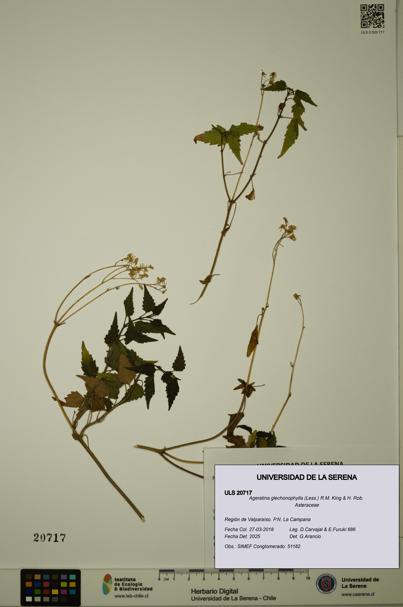 Ageratina glechonophylla [Espécimen: ULS:ULS:0020717]