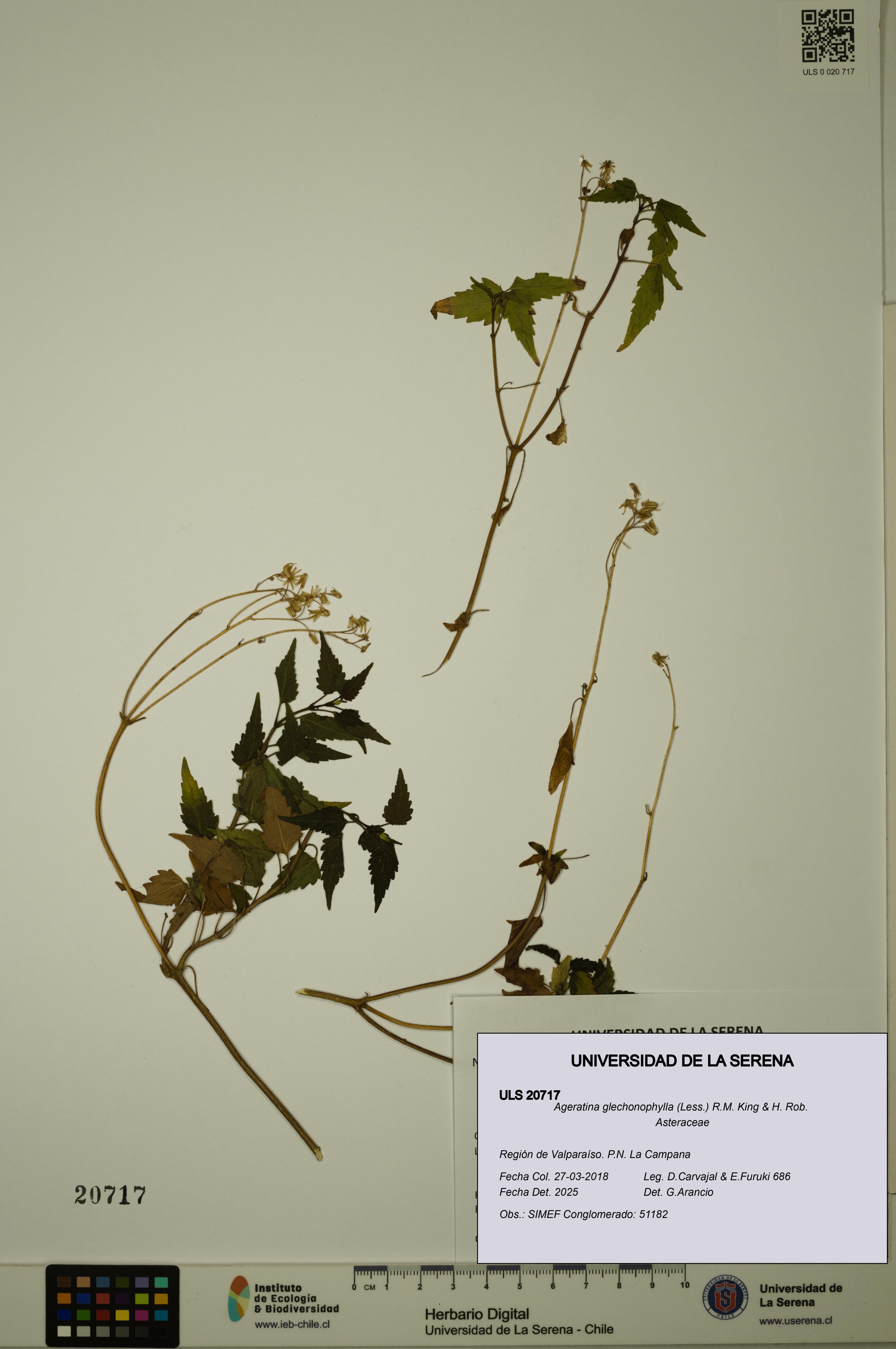 Ageratina glechonophylla [Espécimen: ULS:ULS:0020717]