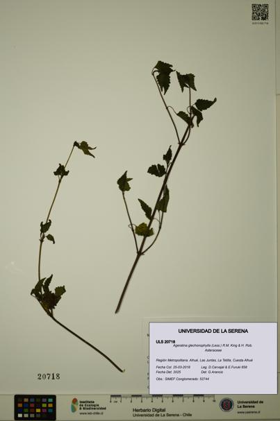 Ageratina glechonophylla [Espécimen: ULS:ULS:0020718]