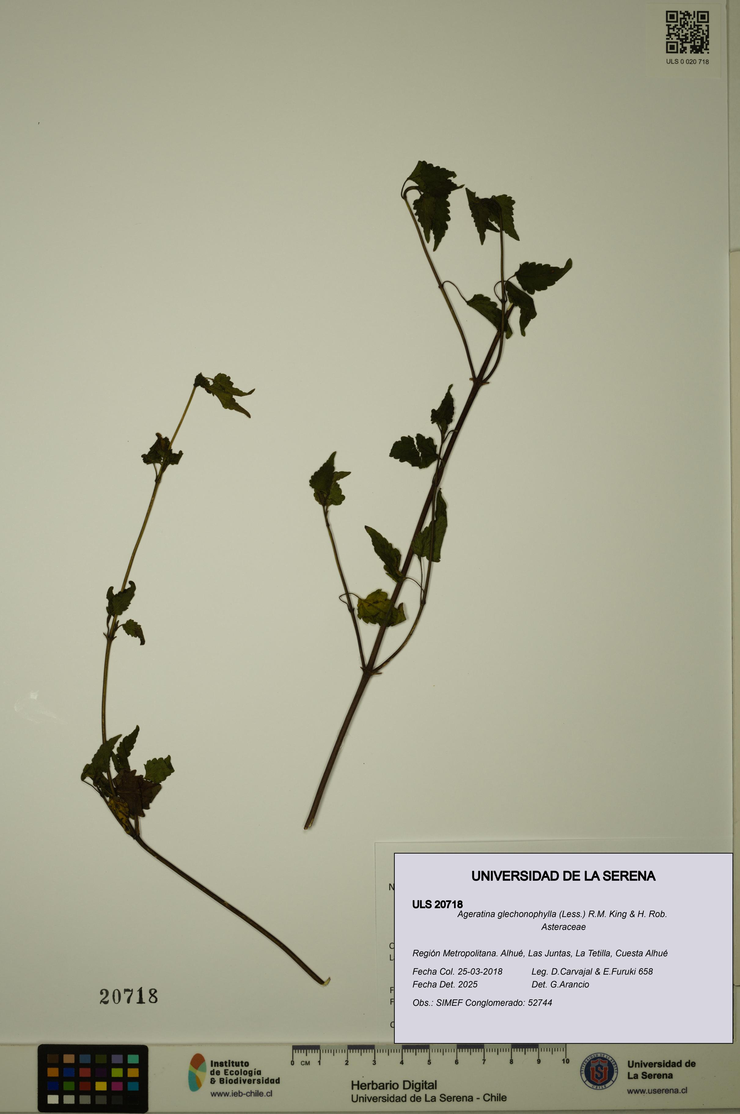 Ageratina glechonophylla [Espécimen: ULS:ULS:0020718]