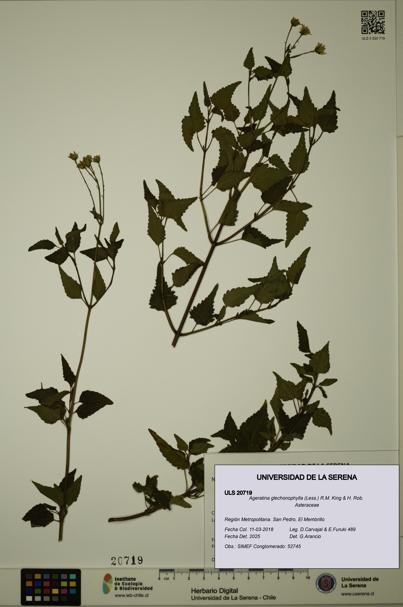 Ageratina glechonophylla [Espécimen: ULS:ULS:0020719]