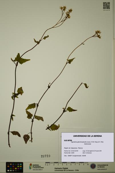 Ageratina glechonophylla [Espécimen: ULS:ULS:0020720]