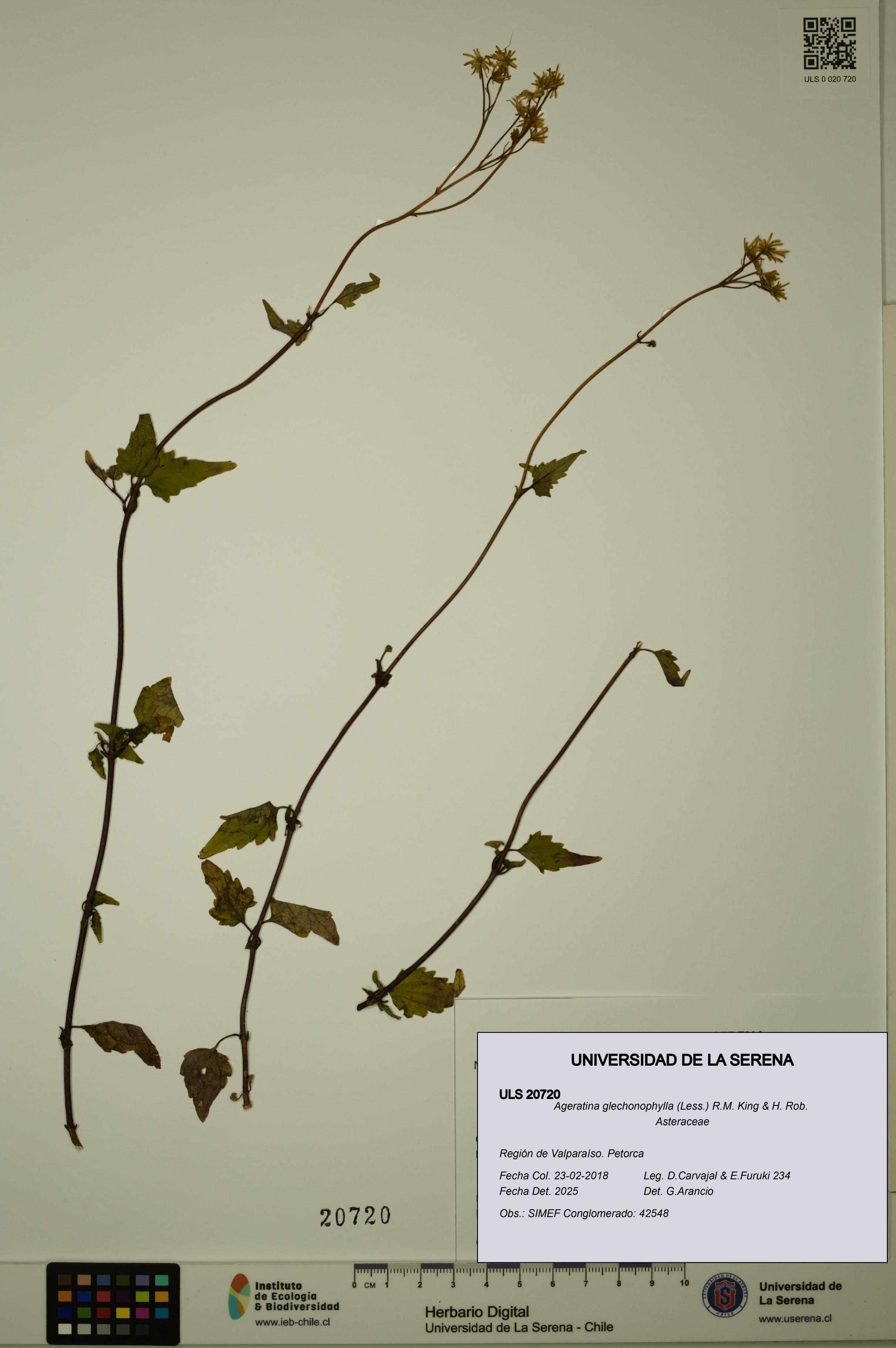 Ageratina glechonophylla [Espécimen: ULS:ULS:0020720]