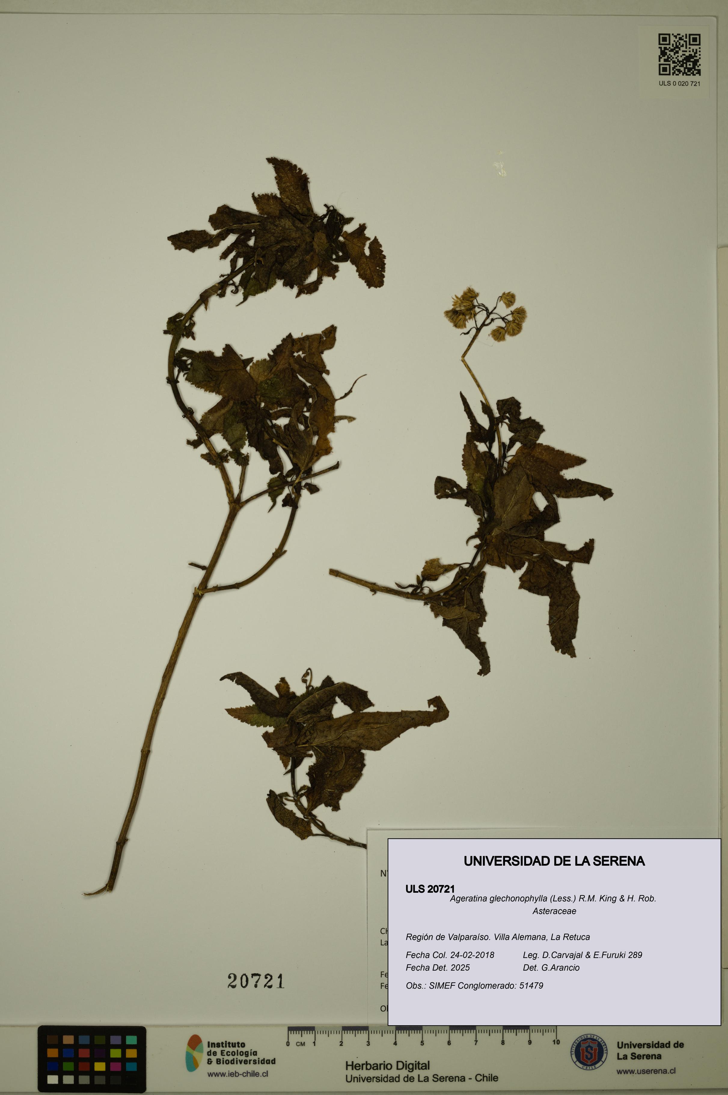 Ageratina glechonophylla [Espécimen: ULS:ULS:0020721]
