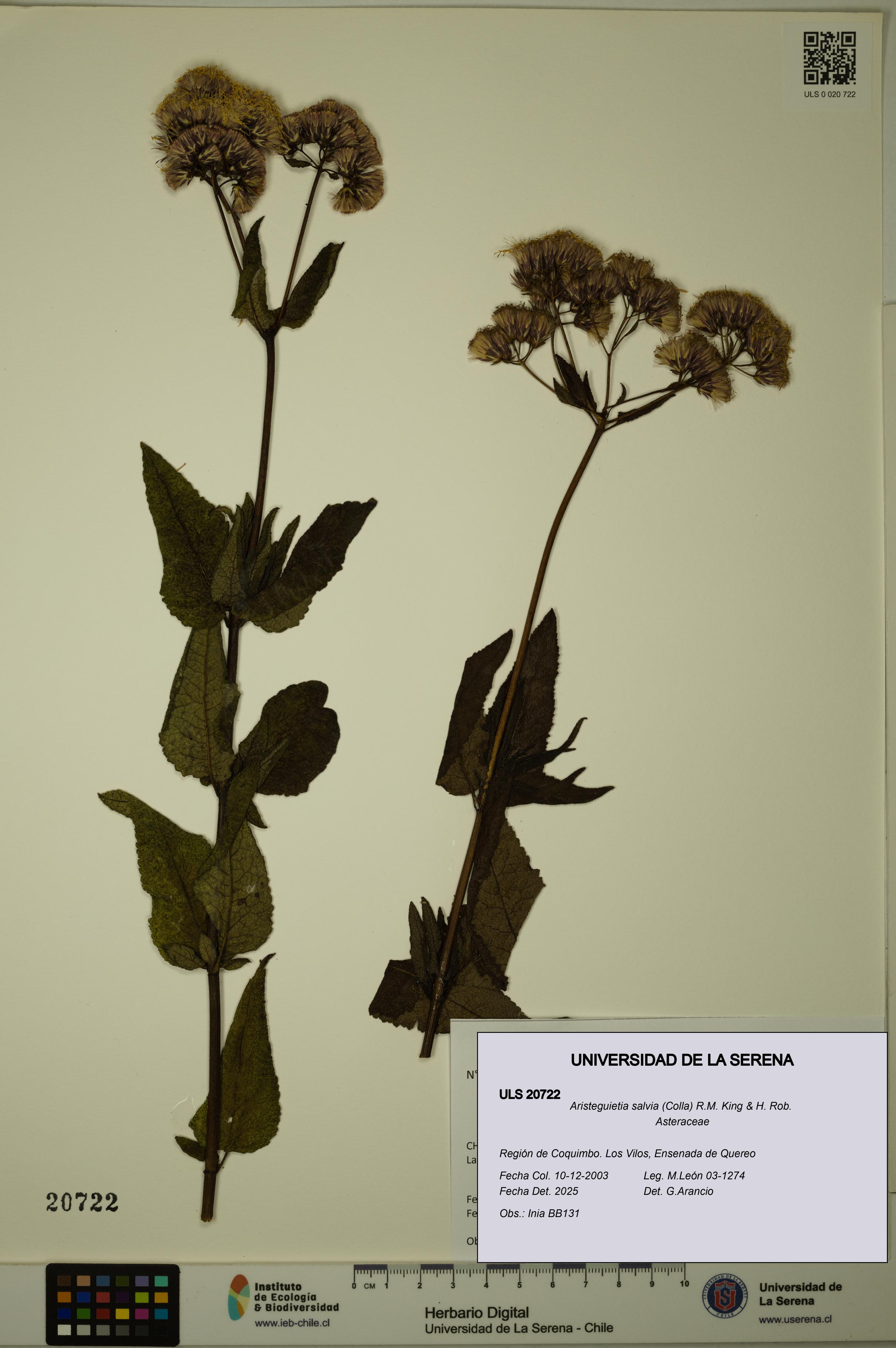Aristeguietia salvia [Espécimen: ULS:ULS:0020722]