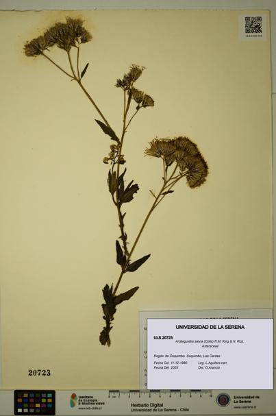 Aristeguietia salvia [Espécimen: ULS:ULS:0020723]