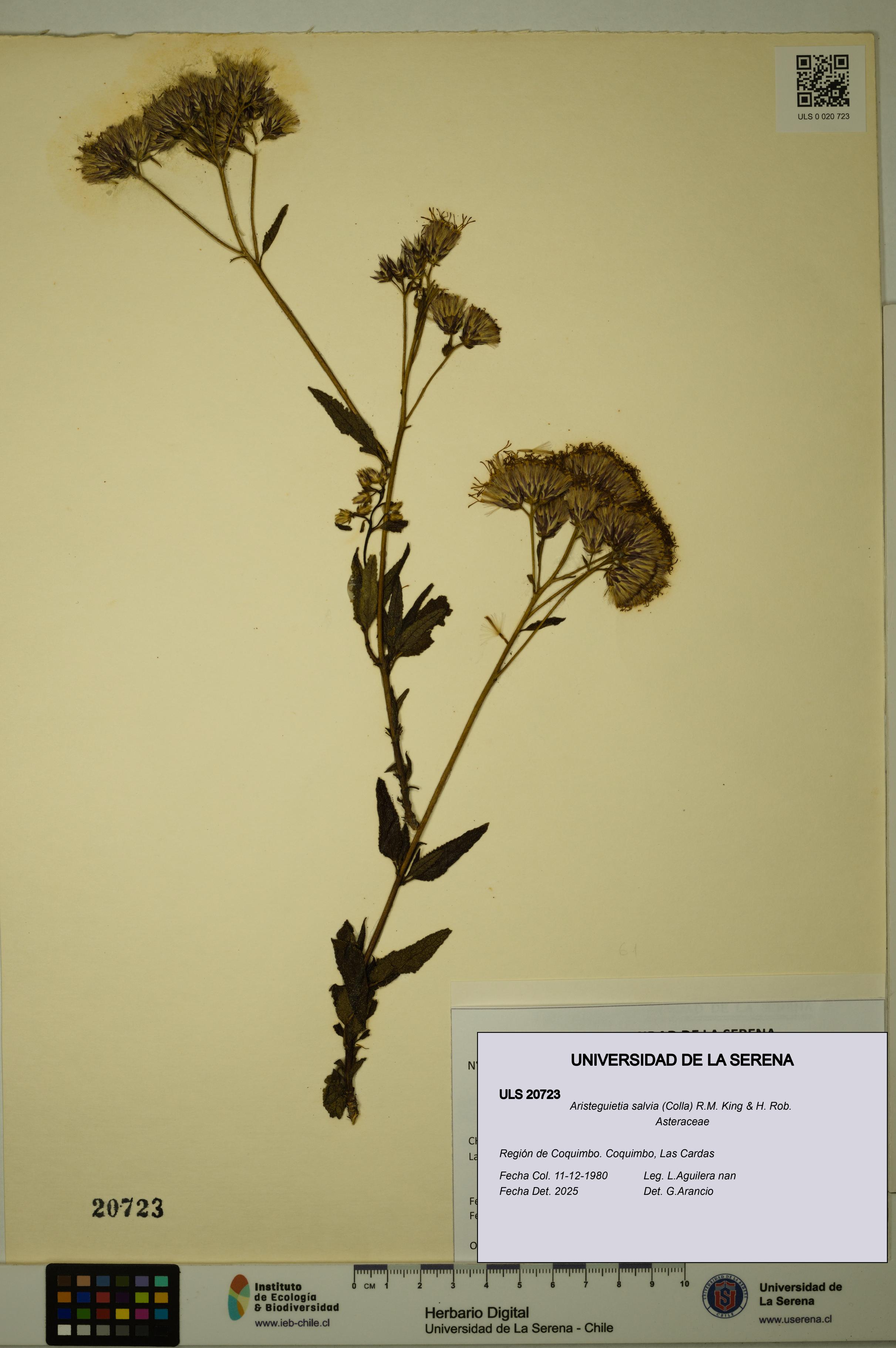 Aristeguietia salvia [Espécimen: ULS:ULS:0020723]