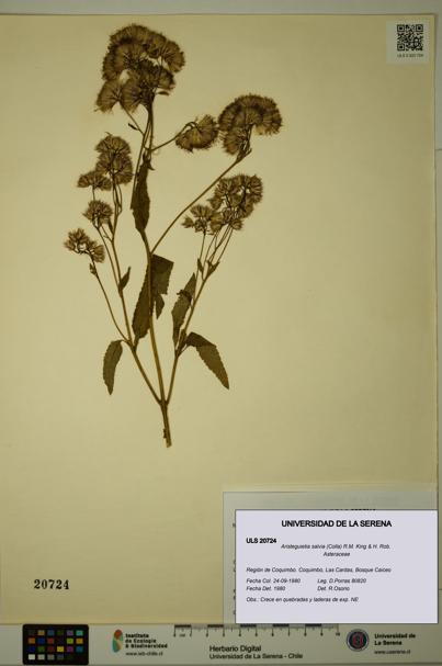 Aristeguietia salvia [Espécimen: ULS:ULS:0020724]