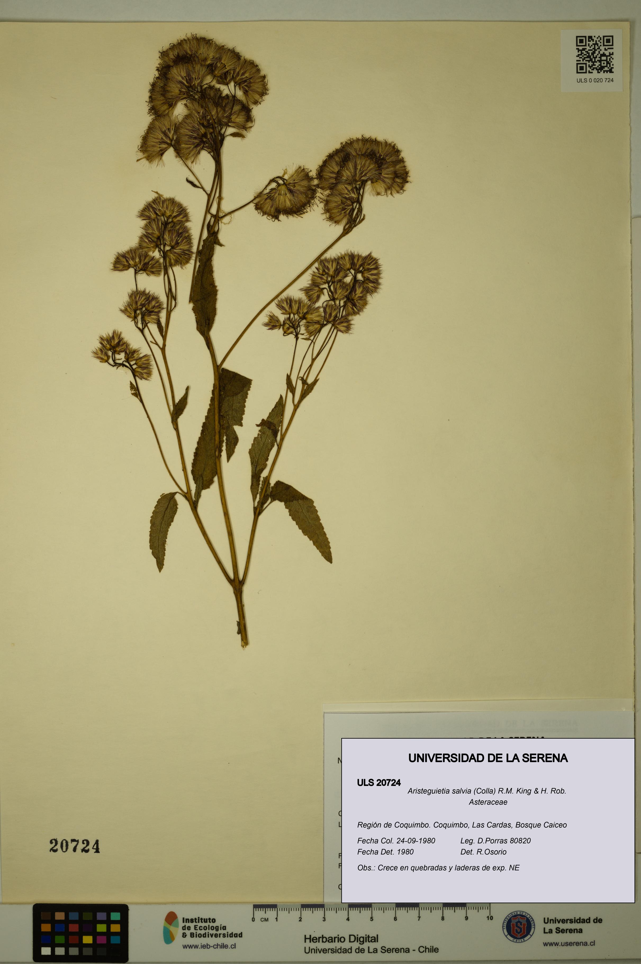 Aristeguietia salvia [Espécimen: ULS:ULS:0020724]