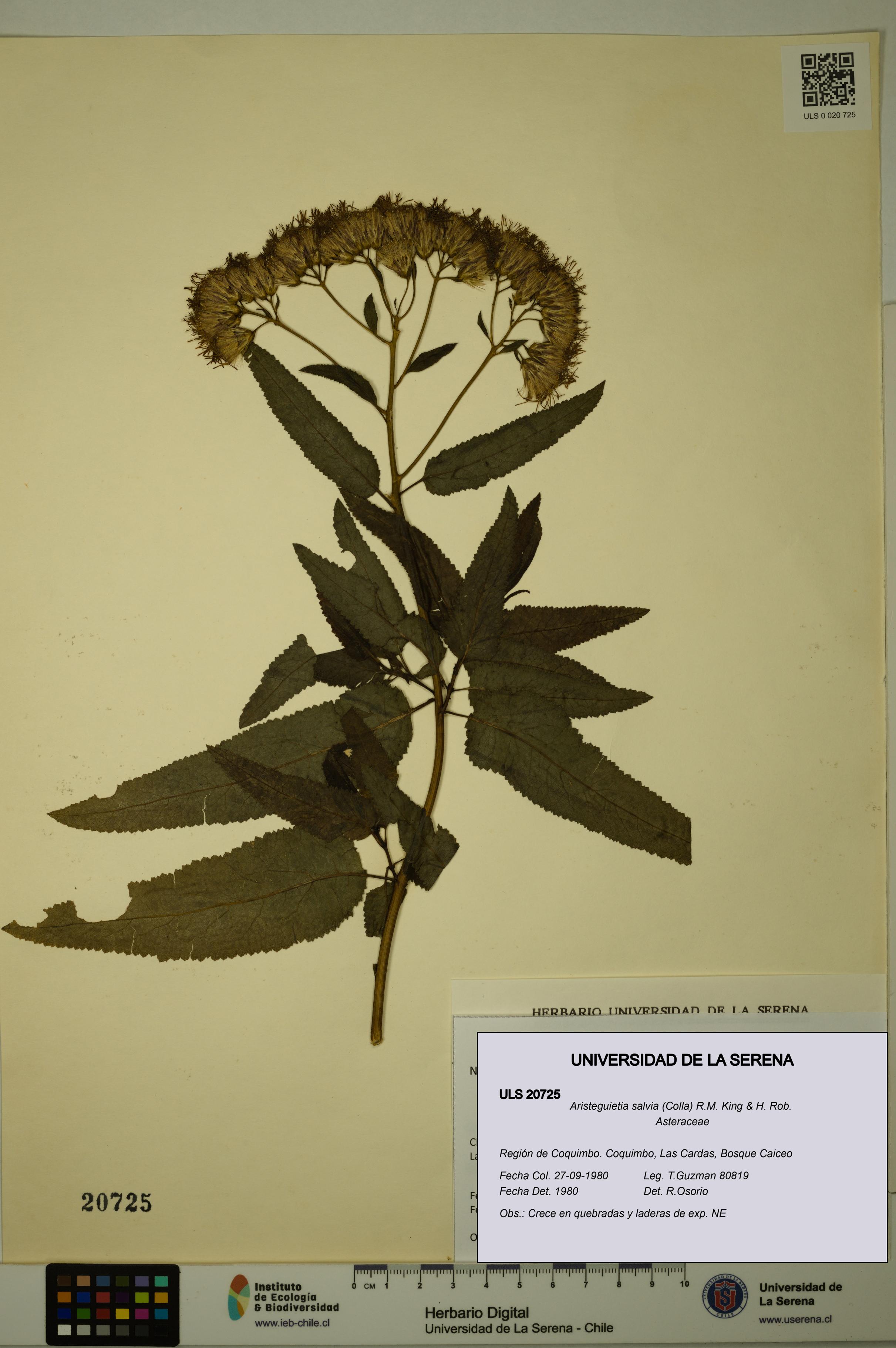 Aristeguietia salvia [Espécimen: ULS:ULS:0020725]