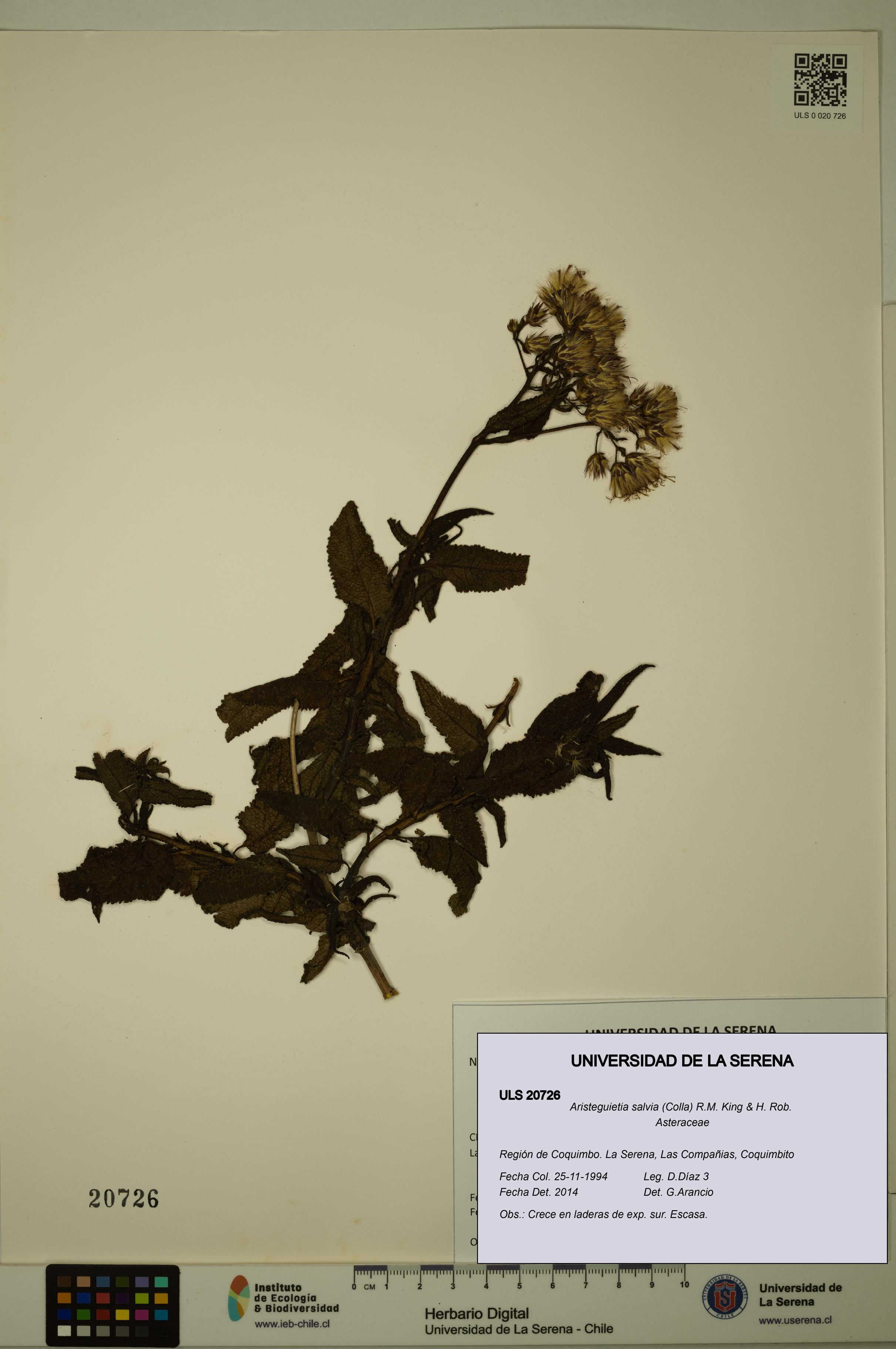 Aristeguietia salvia [Espécimen: ULS:ULS:0020726]
