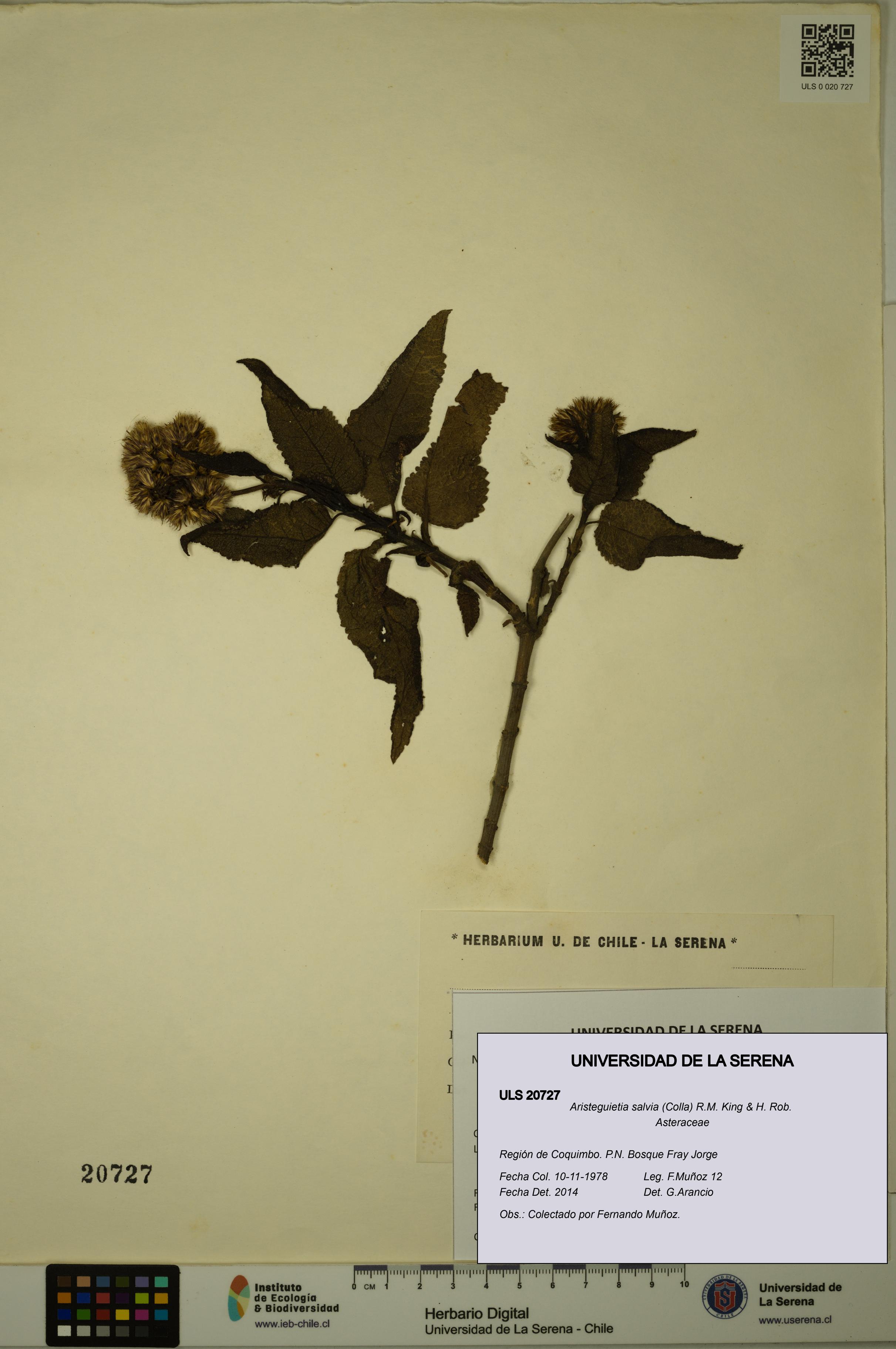 Aristeguietia salvia [Espécimen: ULS:ULS:0020727]