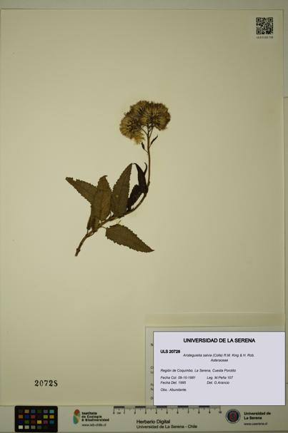 Aristeguietia salvia [Espécimen: ULS:ULS:0020728]
