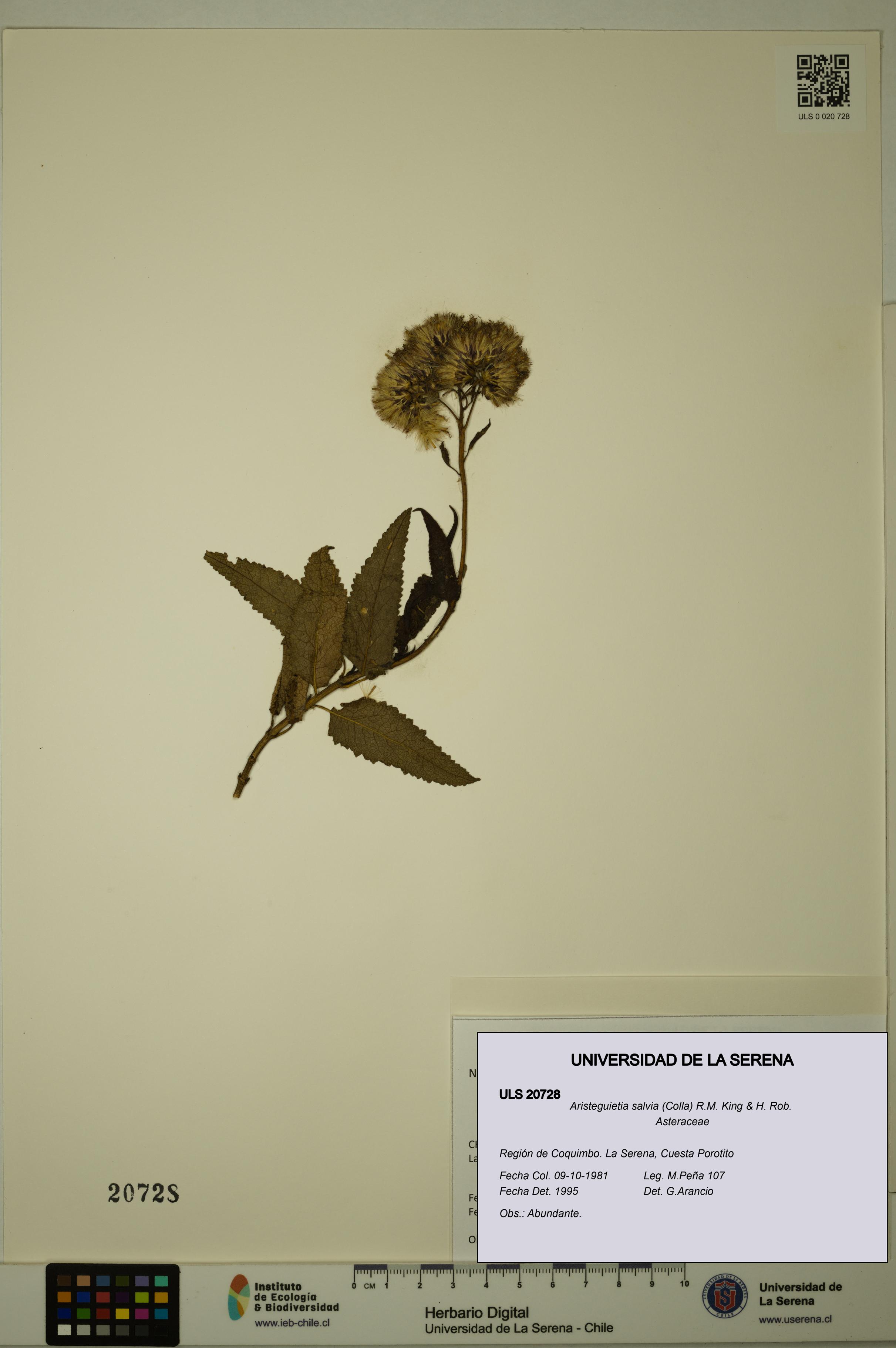 Aristeguietia salvia [Espécimen: ULS:ULS:0020728]