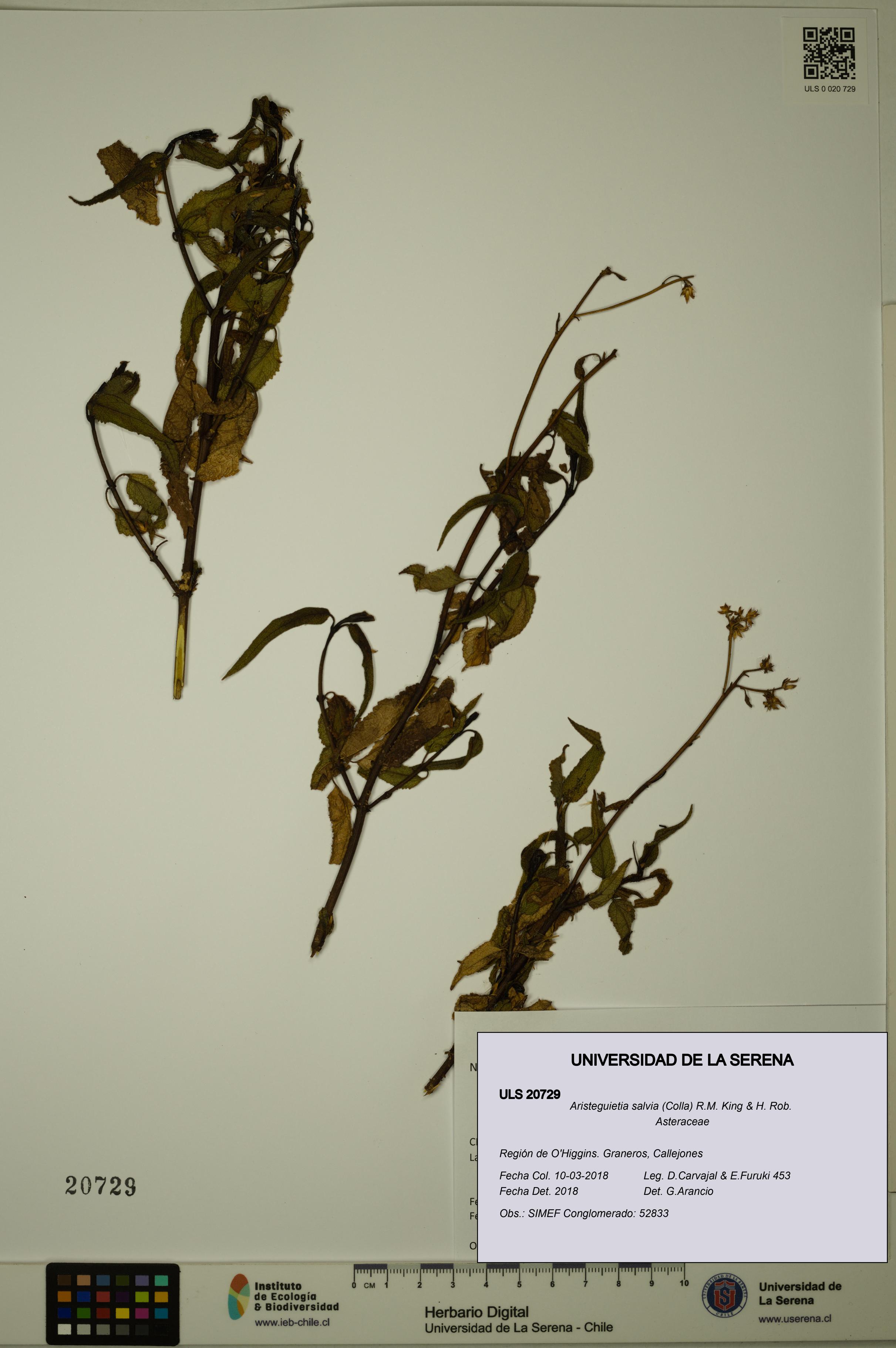 Aristeguietia salvia [Espécimen: ULS:ULS:0020729]