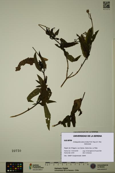 Aristeguietia salvia [Espécimen: ULS:ULS:0020730]