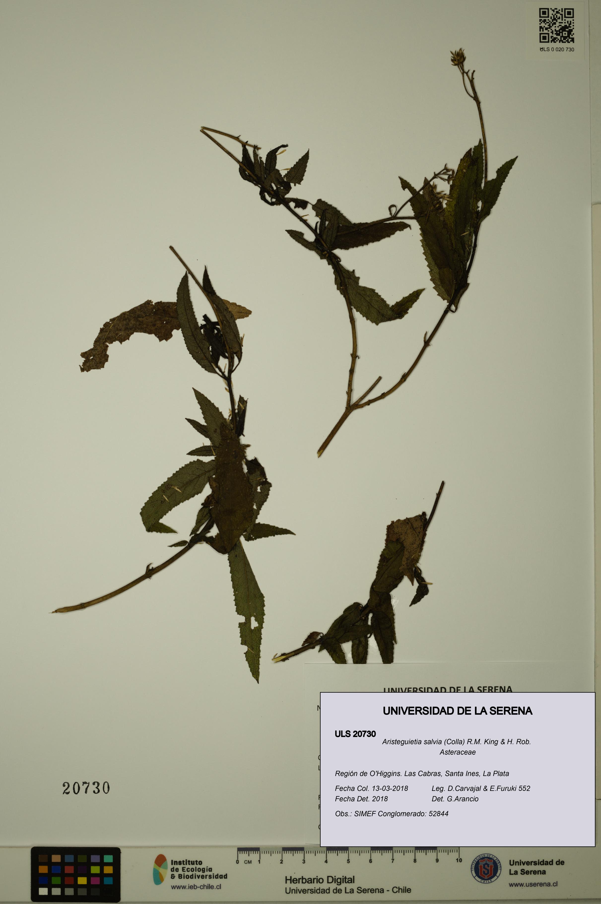 Aristeguietia salvia [Espécimen: ULS:ULS:0020730]
