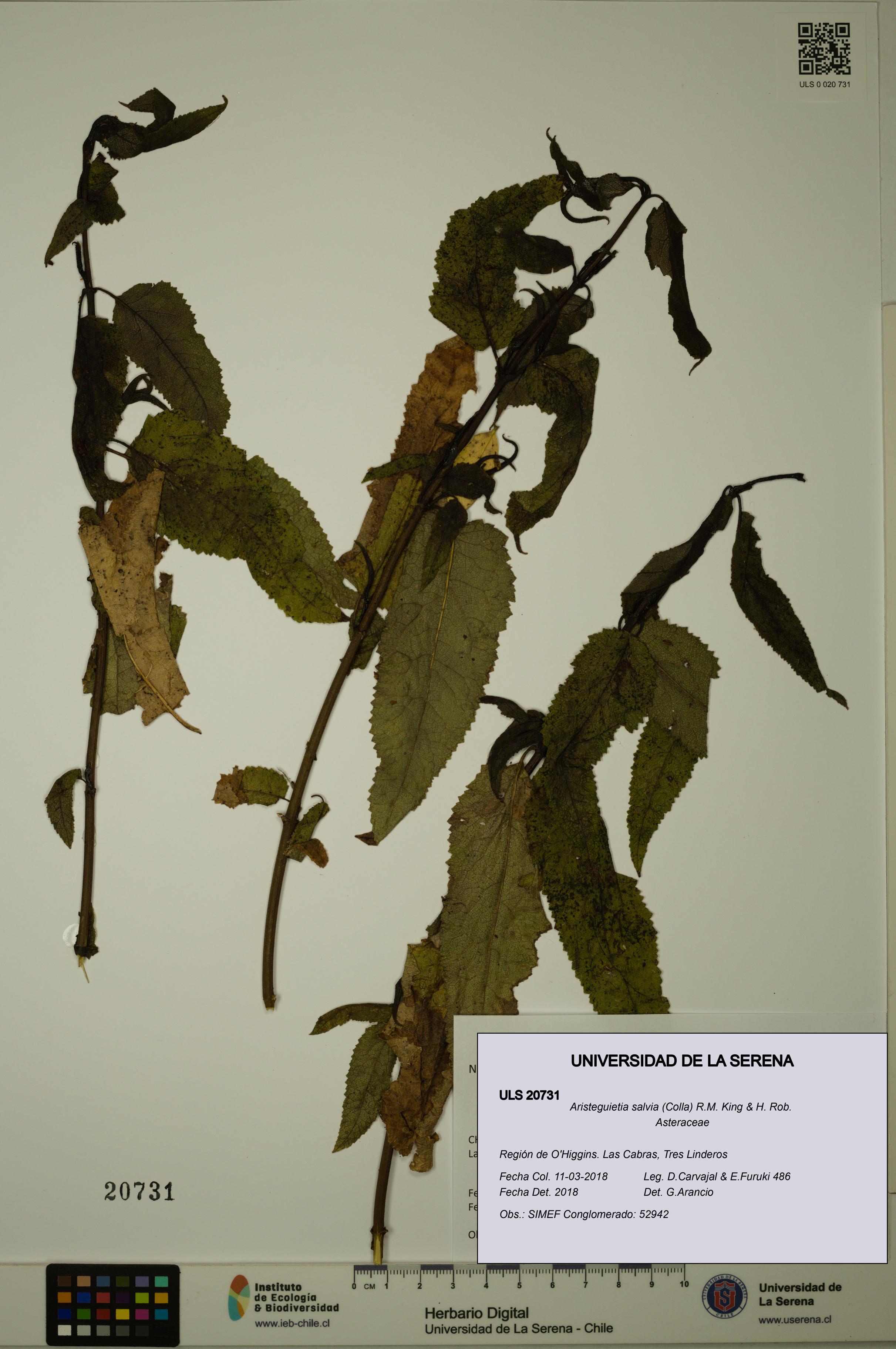 Aristeguietia salvia [Espécimen: ULS:ULS:0020731]