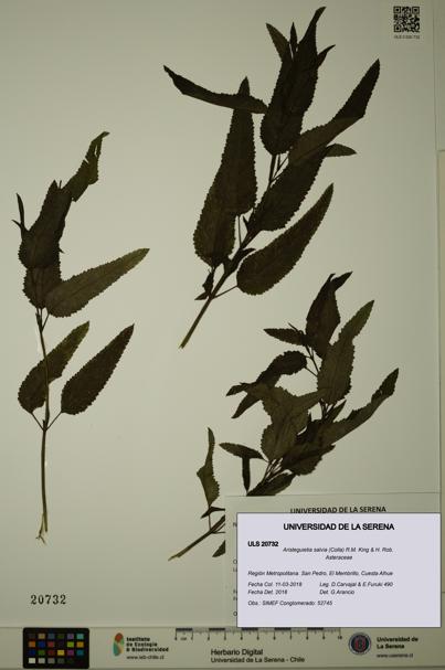 Aristeguietia salvia [Espécimen: ULS:ULS:0020732]