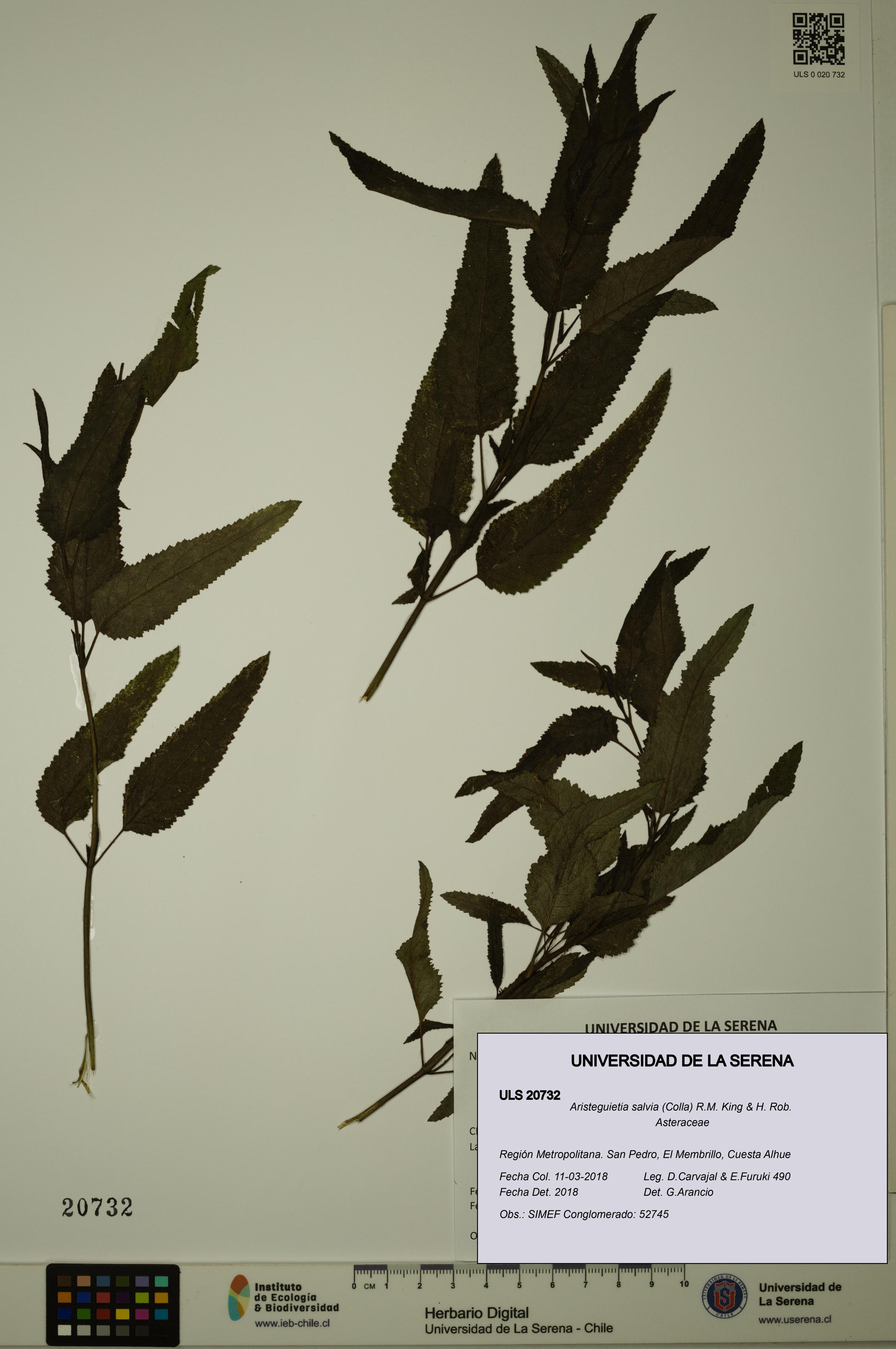 Aristeguietia salvia [Espécimen: ULS:ULS:0020732]