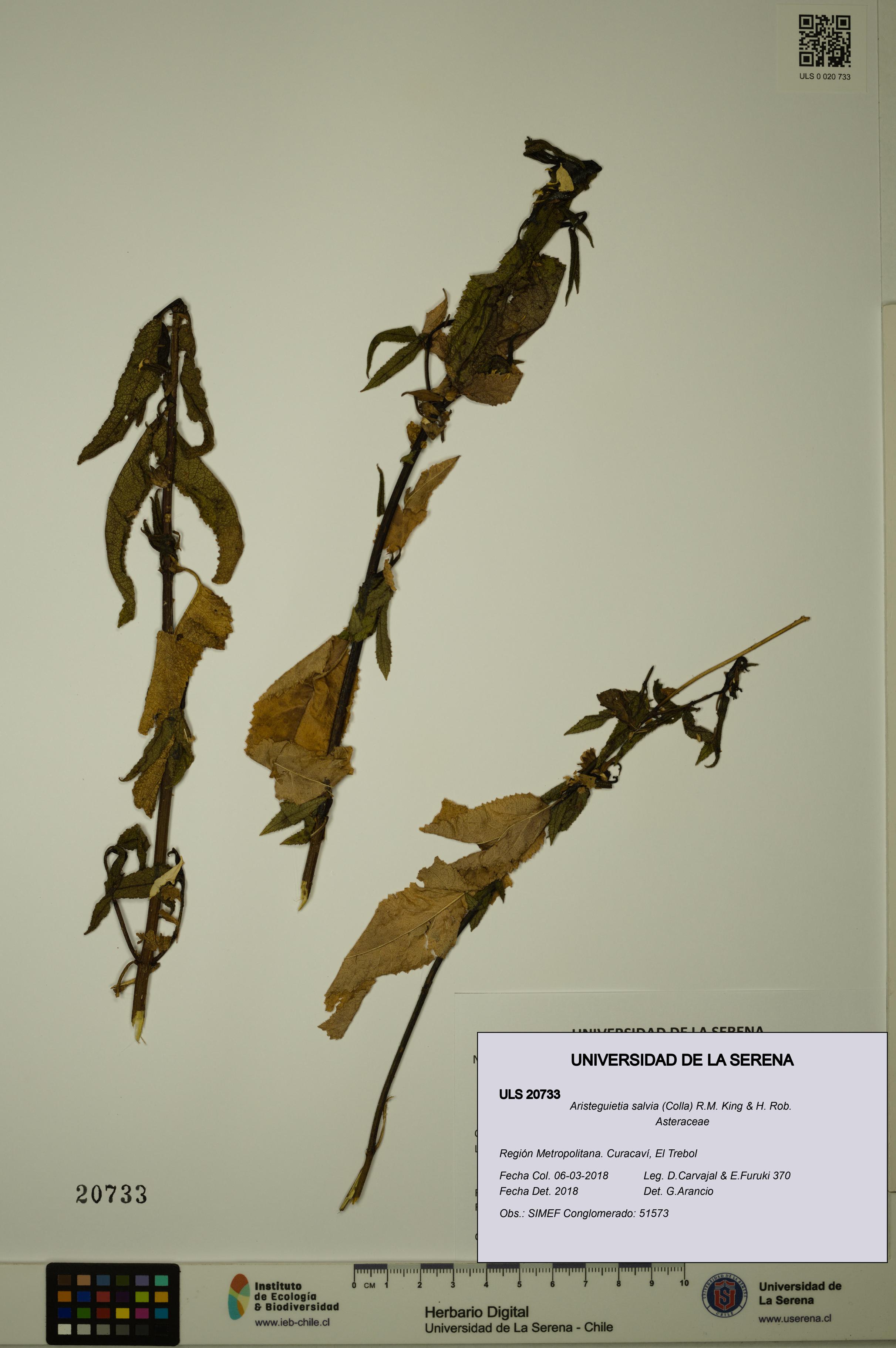 Aristeguietia salvia [Espécimen: ULS:ULS:0020733]