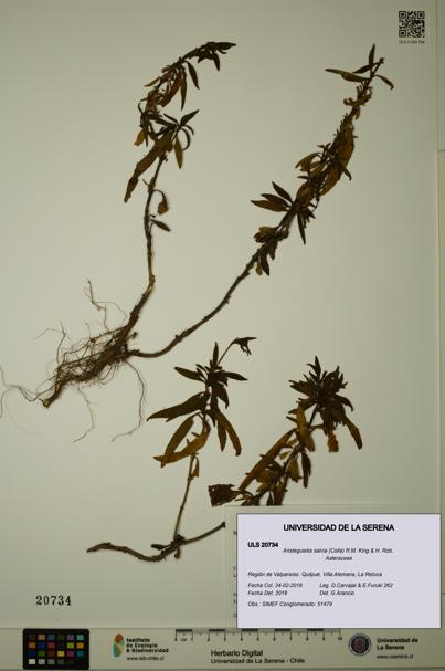 Aristeguietia salvia [Espécimen: ULS:ULS:0020734]