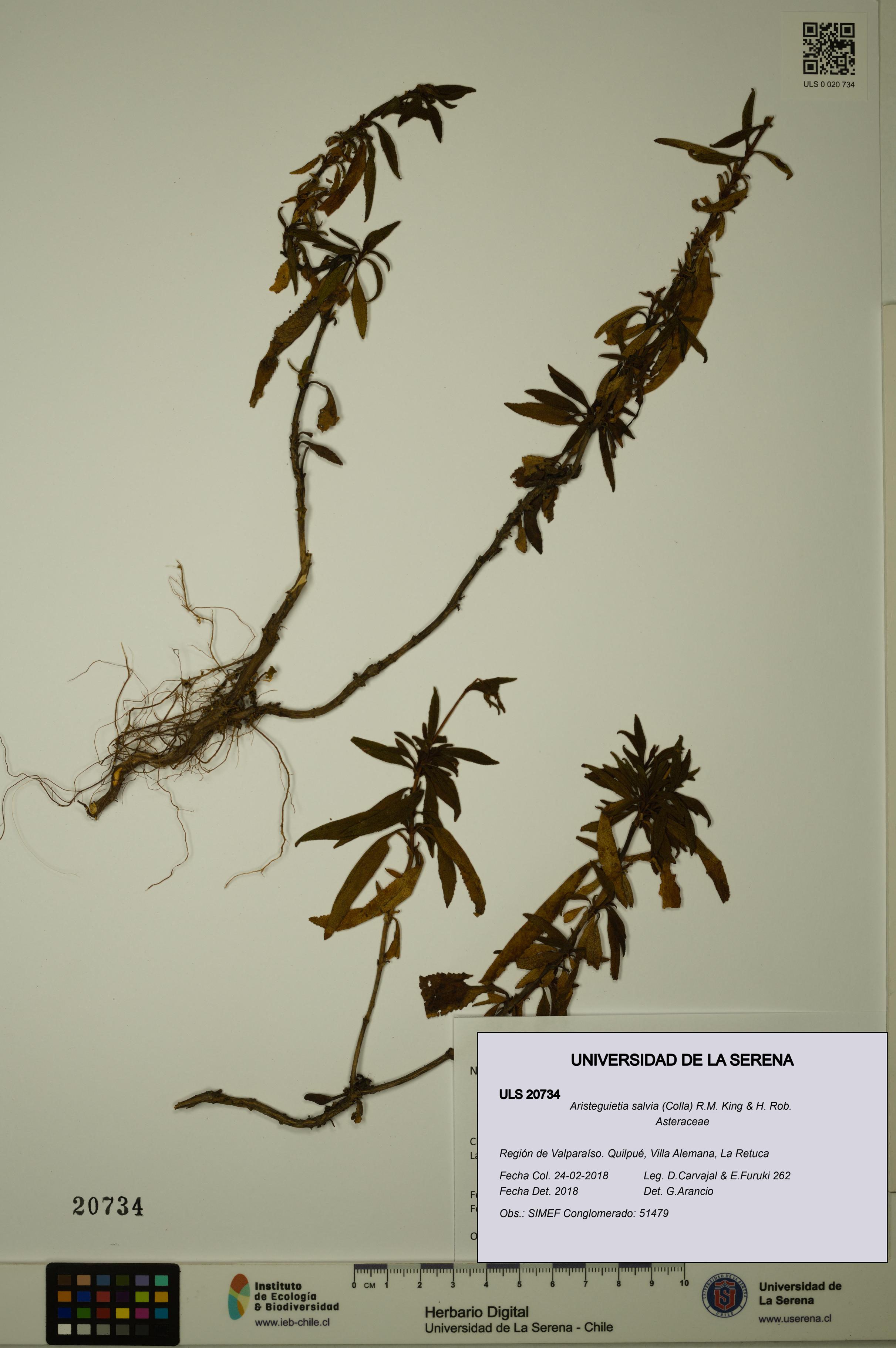 Aristeguietia salvia [Espécimen: ULS:ULS:0020734]