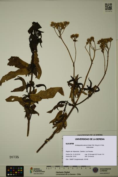 Aristeguietia salvia [Espécimen: ULS:ULS:0020735]