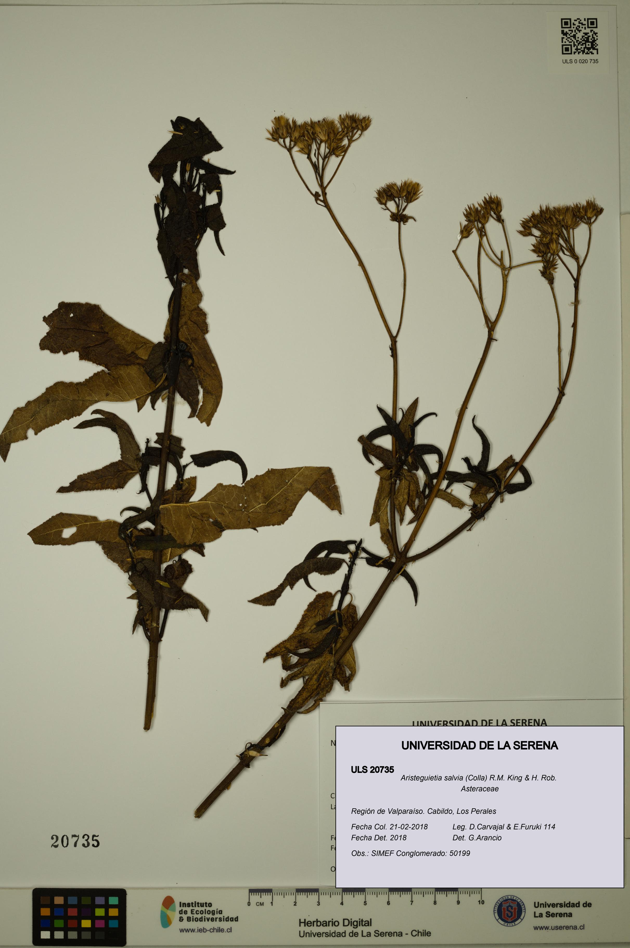 Aristeguietia salvia [Espécimen: ULS:ULS:0020735]
