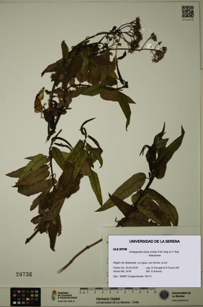 Aristeguietia salvia [Espécimen: ULS:ULS:0020736]