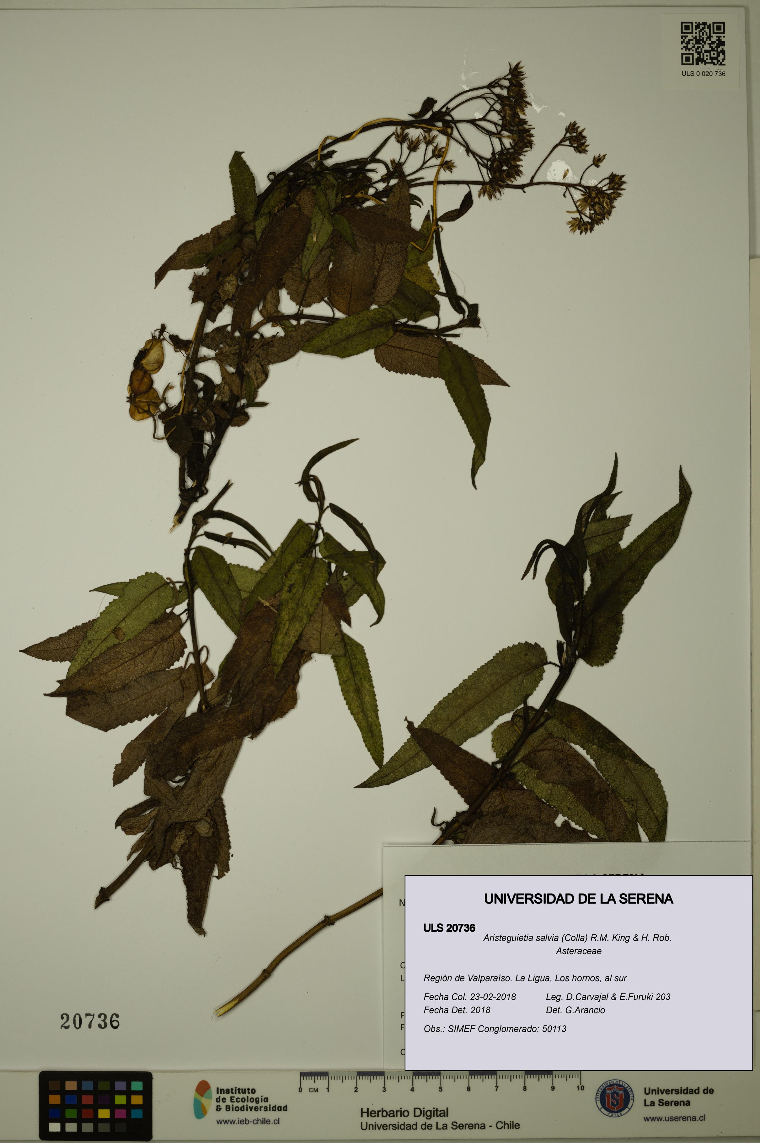 Aristeguietia salvia [Espécimen: ULS:ULS:0020736]