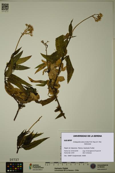 Aristeguietia salvia [Espécimen: ULS:ULS:0020737]