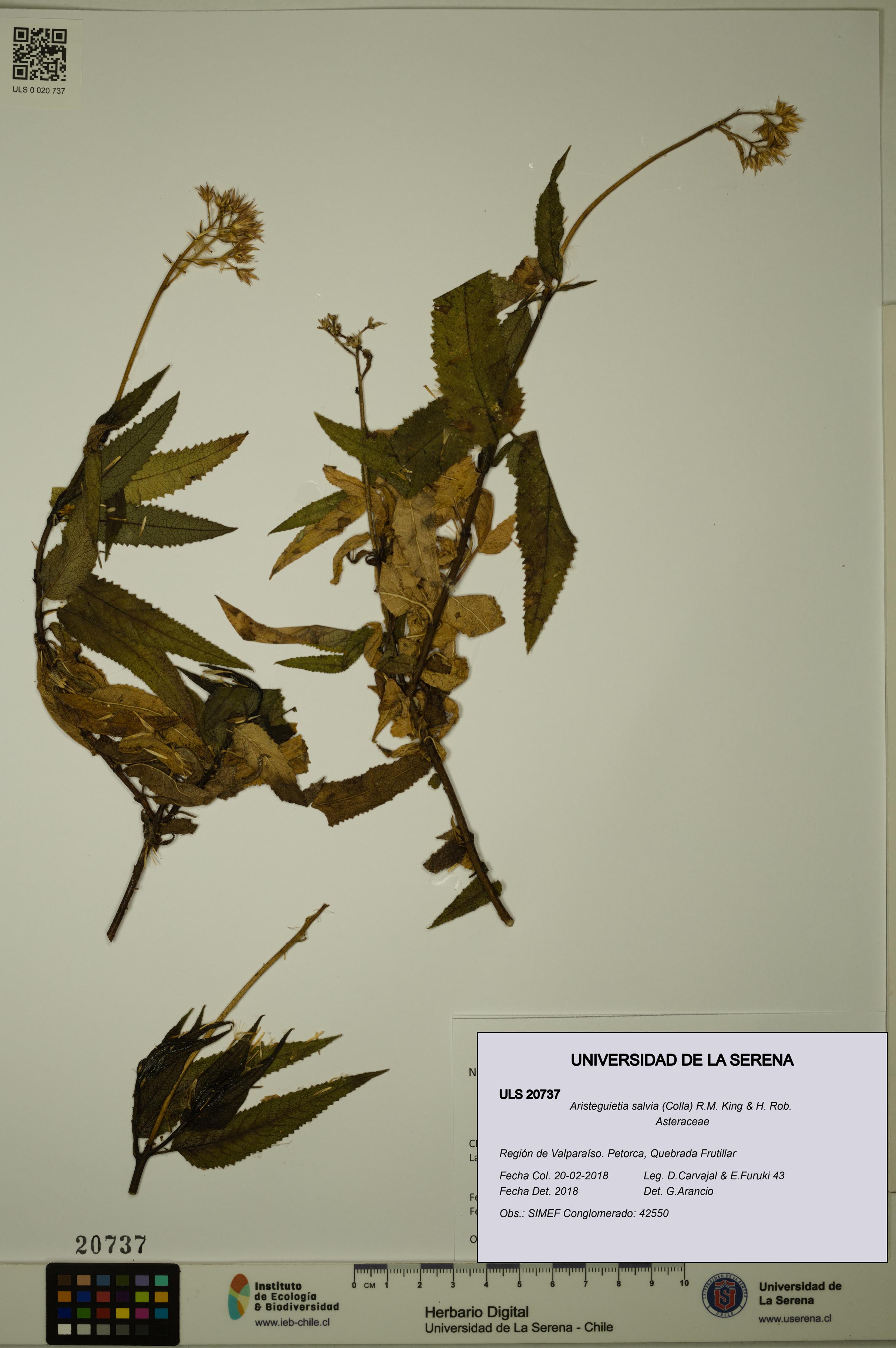 Aristeguietia salvia [Espécimen: ULS:ULS:0020737]