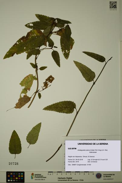 Aristeguietia salvia [Espécimen: ULS:ULS:0020738]