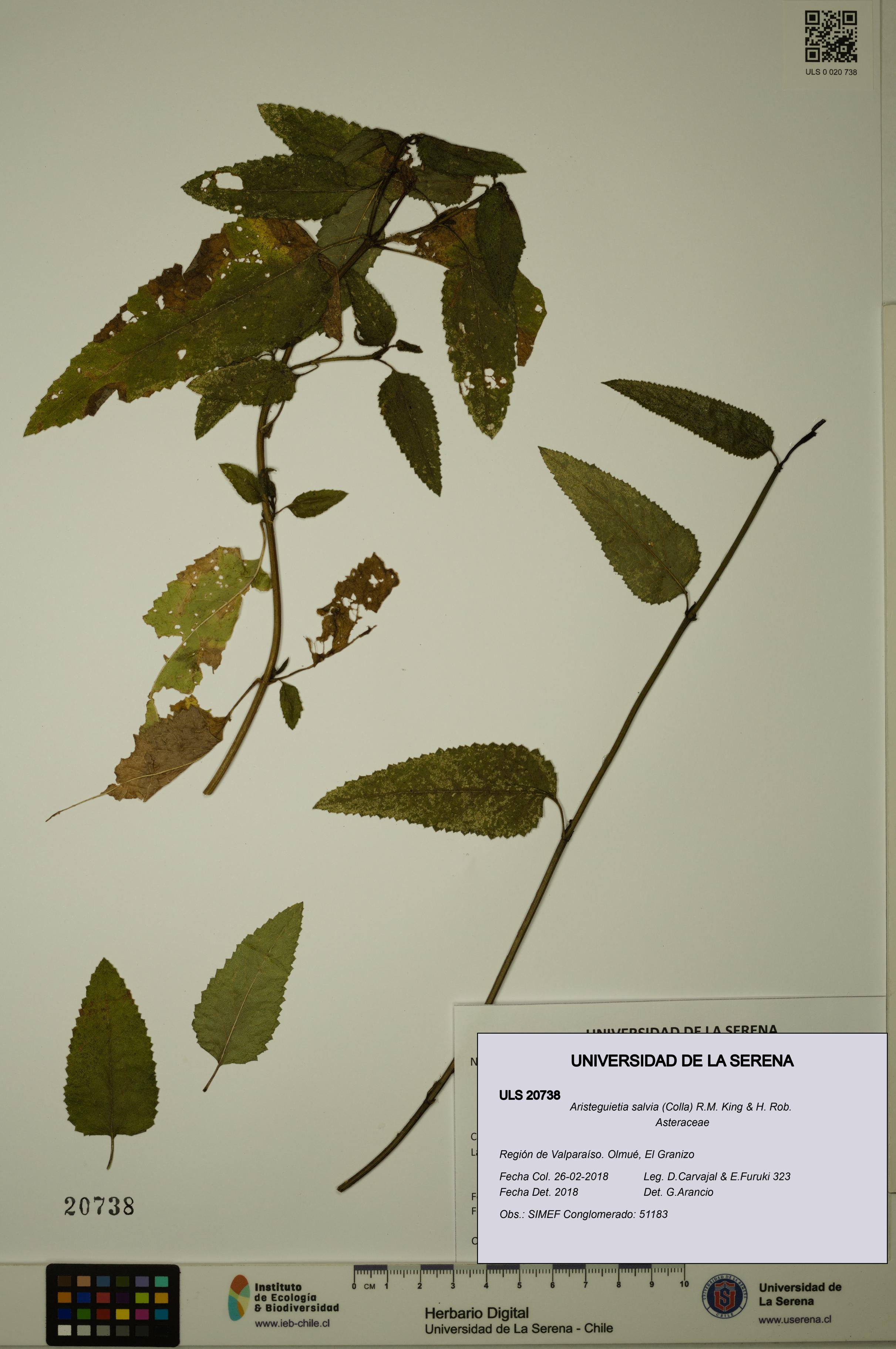 Aristeguietia salvia [Espécimen: ULS:ULS:0020738]