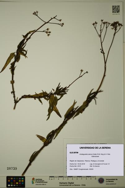Aristeguietia salvia [Espécimen: ULS:ULS:0020739]